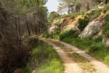 Fototapeta na wymiar A Forest Path near Jerusalem, Israel