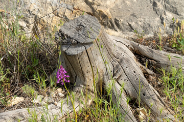 A Pyramidal Orchid next to a Tree Stump