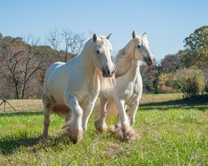 Obraz na płótnie Canvas Two white Gypsy Horse mares running in autumn pasture