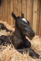 Gypsy Vanner Horse newborn foal lying in stall on straw bed