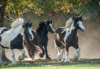 Gypsy Horse mares running in treed pasture with dust