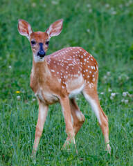 White-tailed Fawn (Odocoileus virginianus) with spots feeding in a hayfield during summer. Selective focus, background and foreground blur.
