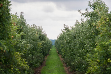 Fototapeta na wymiar Apple orchard of young green trees