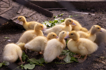Little ducklings behind the fence