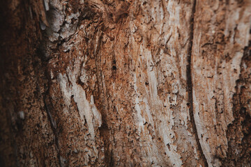 old soaked plywood as a background