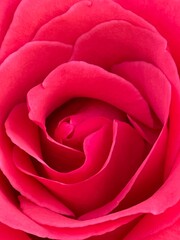 Fototapeta na wymiar Red and pink roses
