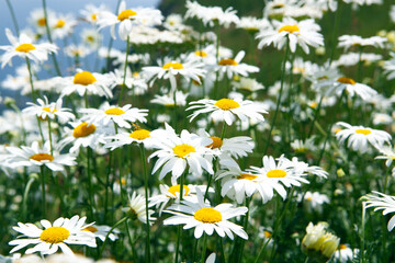 Fototapeta premium wild daisies in the mountains