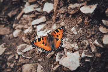 Fototapeta na wymiar small beautiful butterfly sits in the ground