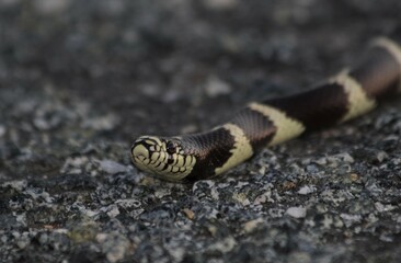 Closeup of a California kingsnake (Lampropeltis californiae)
