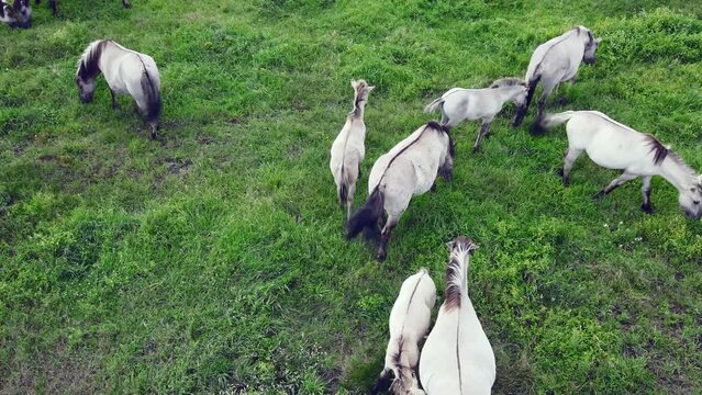 Aerial view of Tarpan horses in nature. Wild horses. Wildlife and nature background. Herd of wild horses Tarpan on the pasture. Wlld life concepts.