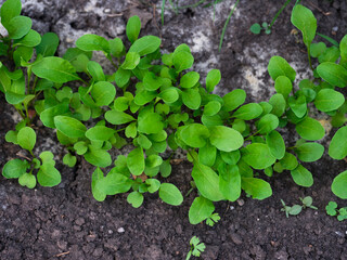 Green organic young arugula growing in soil