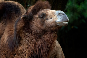 Close up photos of camel heads
