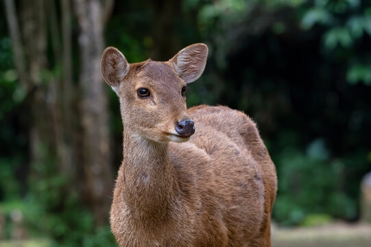 Close up photos of female sambar deer