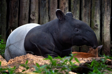Sumatran tapir resting in captivity