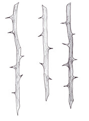 Black and white illustration of rose stems with thorns isolated on white background
