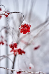 Ice covered red rosehip berries in cold winter weather on blurred background