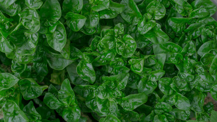 beautiful group of green leaves