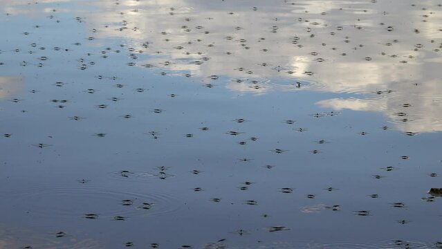 Wasserl&auml;ufer auf einem Teich