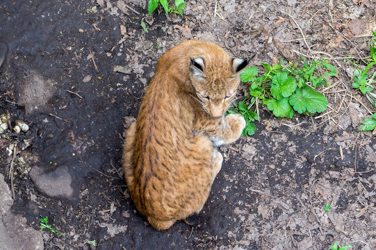Seaside Safari Park. Liliger. Vladivostok city.