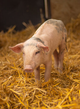 cerdito bebe en su corral con mucha paja 
