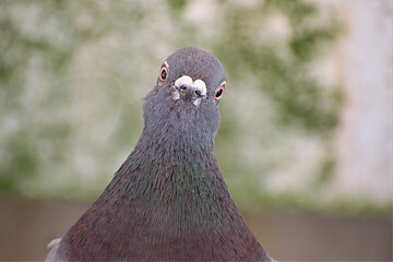 Charismatic pigeon picture looking straight to camera. A very charming and curious pigeon looks...