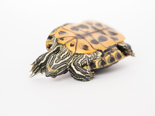 A red-eared turtle on a white background in an inverted shell lies with its paws to the top, arched...