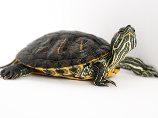 A red-eared turtle on white raised its head up close-up, selective focus