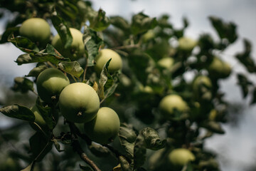 green apples hang on a tree. photo from below against the background of the sky. photo with a low focus area