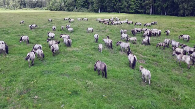 Aerial view of Tarpan horses in nature. Wild horses. Wildlife and nature background. Herd of wild horses Tarpan on the pasture. Wlld life concepts.