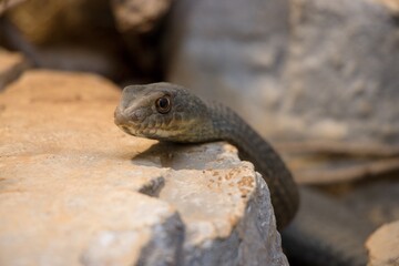 Eastern Montpellier Snake