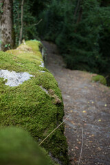 mur de mousse sur chemin sinueux