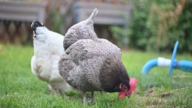 Poule pondeuse