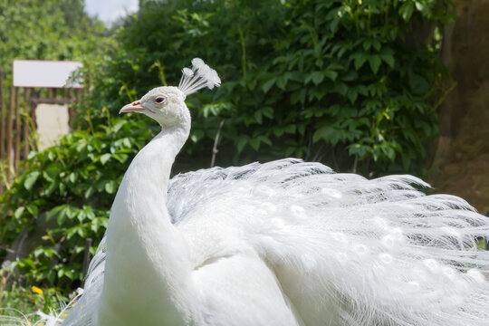 Close-up portrait of a male white peacock.