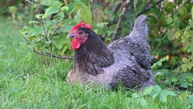 Poule pondeuse