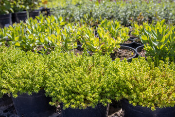Plants in the garden center. Flowers in plastic containers. Wholesale base for the sale of garden plants.