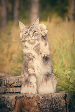 Pretty Maine Coon Cat of heathered fur posing outdoor for portrait