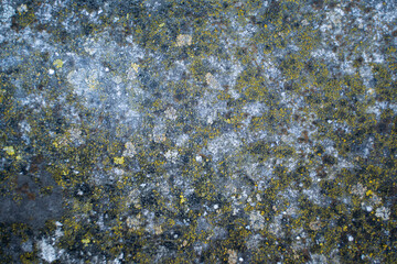Techture of a moss covered surface wall