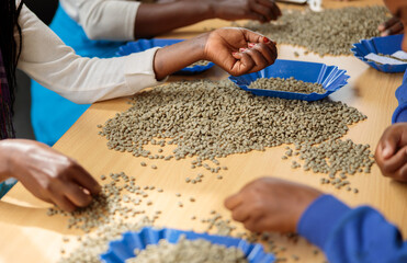 Cropped photo of African American female hands sorting beans for coffee tasting while putting it in bowls
