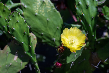Flowering plant cactus prickly pear