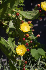 Flowering plant cactus prickly pear