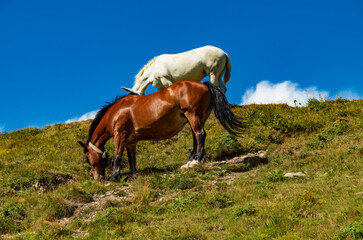 Obraz premium Equini al pascolo in alto Appennino in estate