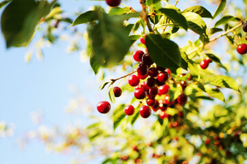 Close up cherry tree branch. Summer fruits garden harvest 