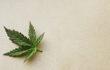Cannabis leaf flat lay. Copy space. Medical marijuana 