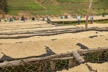 African Amerian workers standing near drying racks at coffee farm, Rwanda
