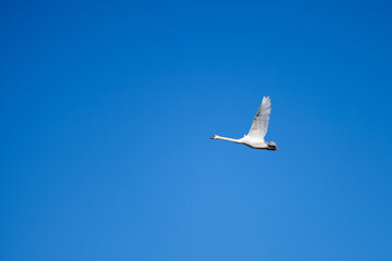 Fototapeta na wymiar View of a white swan in flight with outstretched wings against clear blue sky at hornborga lake, Sweden.