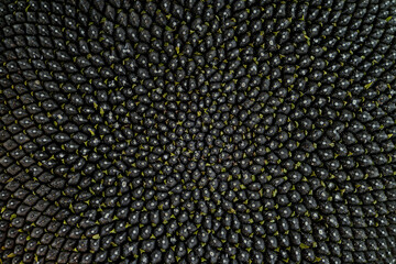 Raw sunflower seeds texture. Directly above