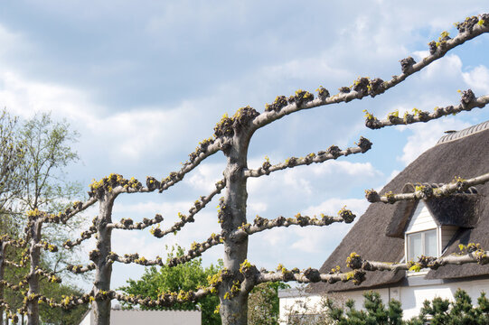 Espalier Lime Tree, trained Lindens or Basswood trees in Spring
