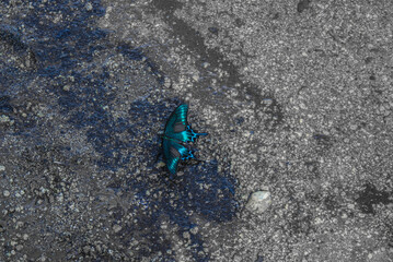 ミヤマカラスアゲハ（北海道）