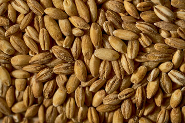 lot of grains of wheat close-up of yellow color
