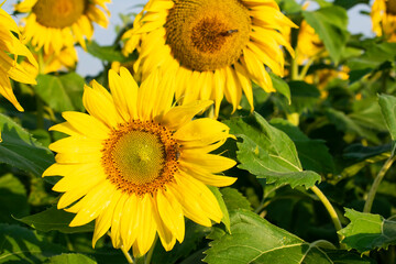 blooming sunflowers against the sky